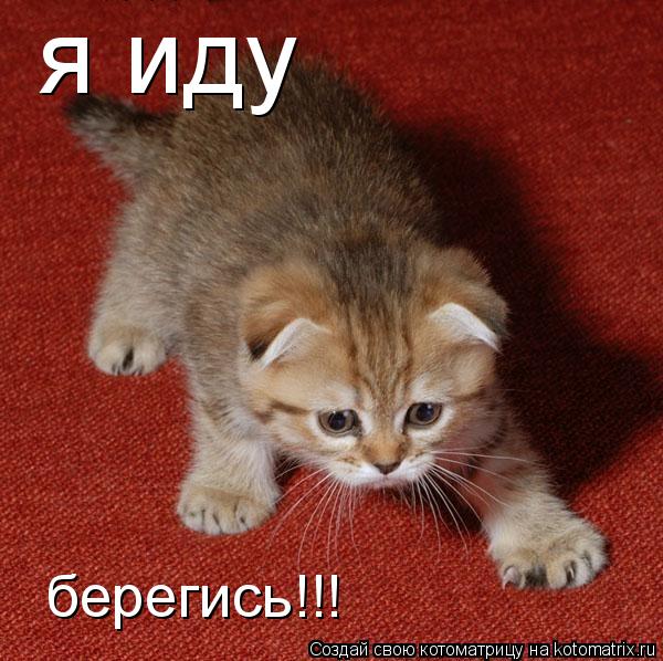 я иду берегись!!!... Котоматрица: я иду берегись!!!