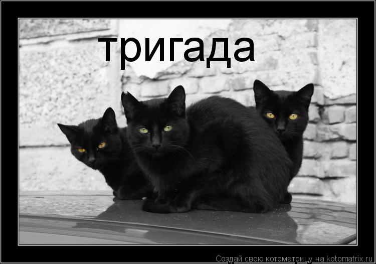 Котоматрица: тригада