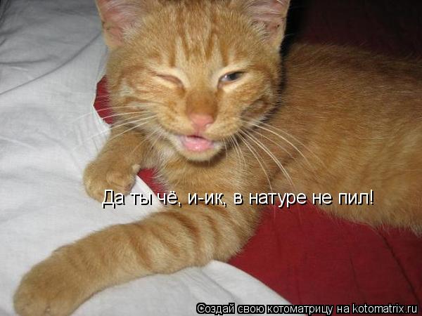 Котоматрица: Да ты чё, и-ик, в натуре не пил!