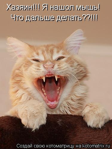 Хазяин!!! Я нашол мышь! Что дальше делать??!!!... Котоматрица: Хазяин!!! Я нашол мышь! Что дальше делать??!!!