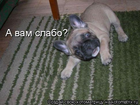 Котоматрица: А вам слабо?