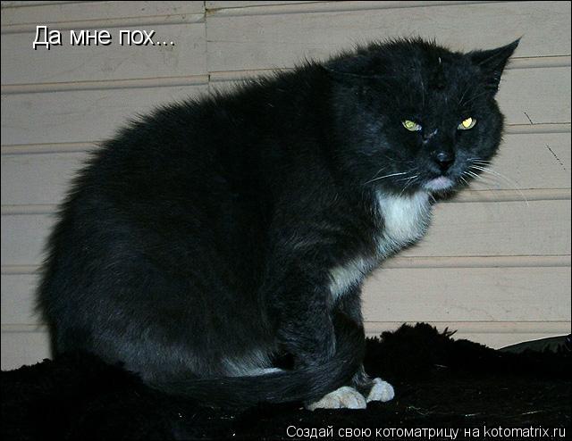 Котоматрица: Да мне пох...