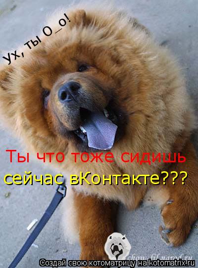 Котоматрица: Ты что тоже сидишь  сейчас вКонтакте??? Ух, ты О_о!
