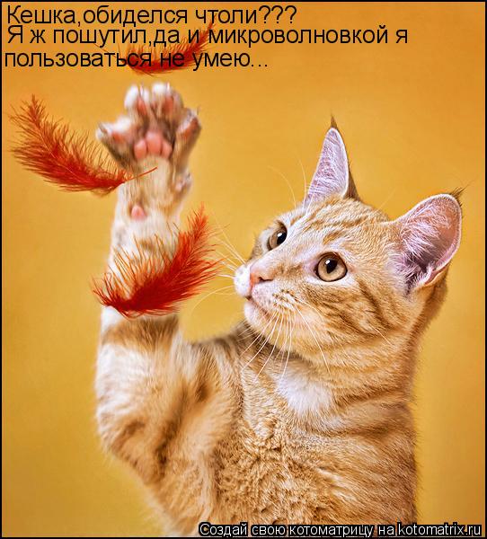 Кешка,обиделся чтоли??? Я ж пошутил,да и микроволновкой я пользоваться не умею...... Котоматрица: Кешка,обиделся чтоли??? Я ж пошутил,да и микроволновкой я пользоваться не умею...