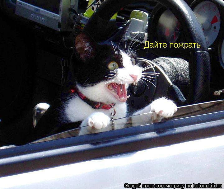 Котоматрица: Дайте пожрать