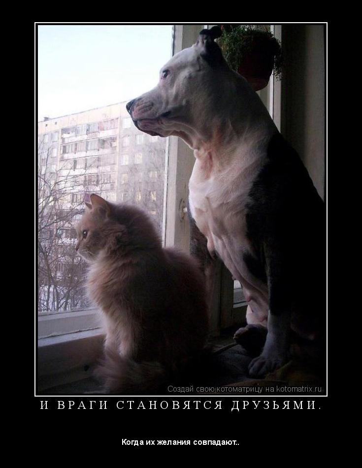 Котоматрица: И   В Р А Г И   С Т А Н О В Я Т С Я   Д Р У З Ь Я М И . 