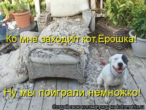 Котоматрица: Ко мне заходил кот,Ерошка! Ну мы поиграли,немножко!