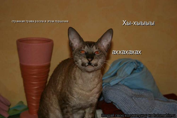 Котоматрица: Хы-хыыыы аххахахах странная трава росла в этом горшочке