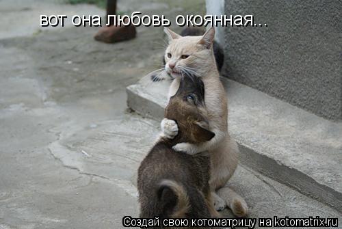 Котоматрица: вот она любовь окоянная...