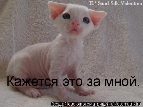 Котоматрица: Кажется это за мной.