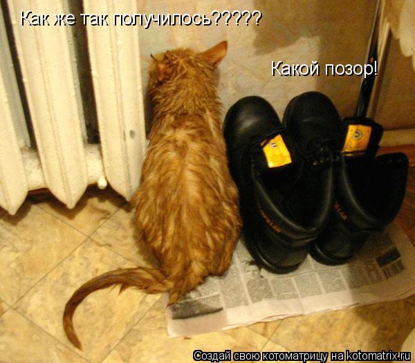 Котоматрица: Как же так получилось????? Какой позор!
