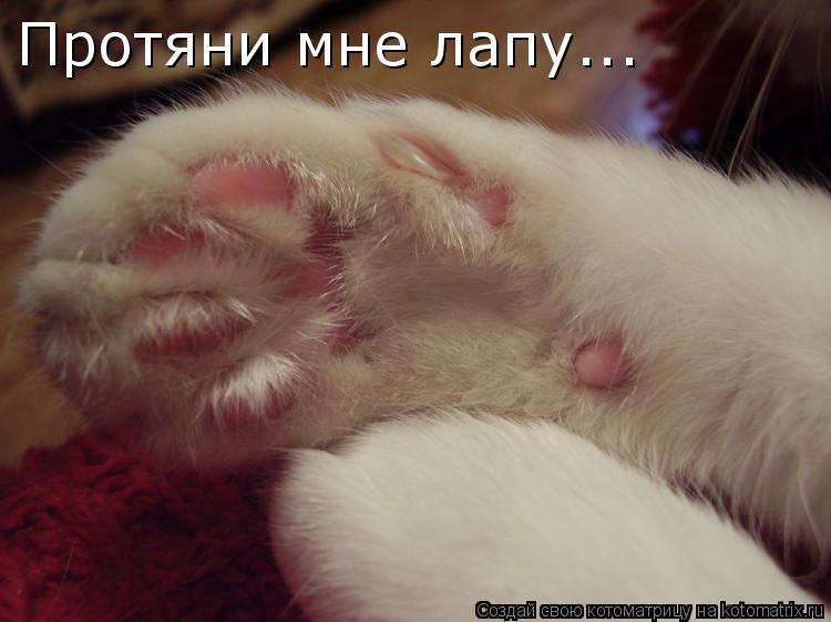 Протяни мне лапу...... Котоматрица: Протяни мне лапу...
