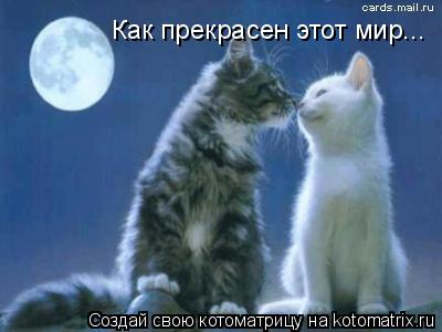 Котоматрица: Как прекрасен этот мир...