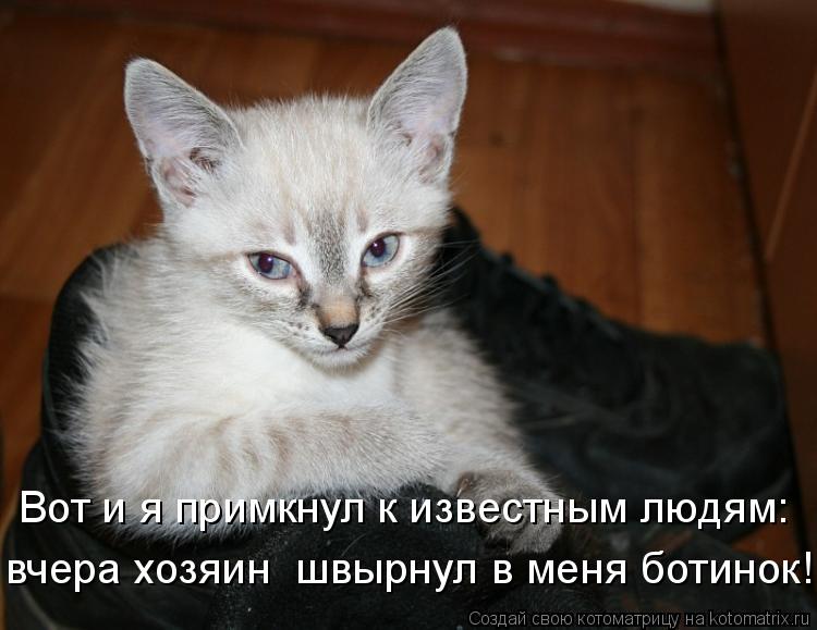 Вот и я примкнул к известным людям: вчера хозяин швырнул в меня ботинок!!!... Котоматрица: Вот и я примкнул к известным людям: вчера хозяин швырнул в меня ботинок!!!