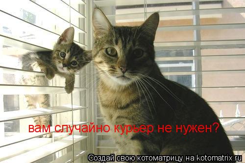 Котоматрица: вам случайно курьер не нужен?