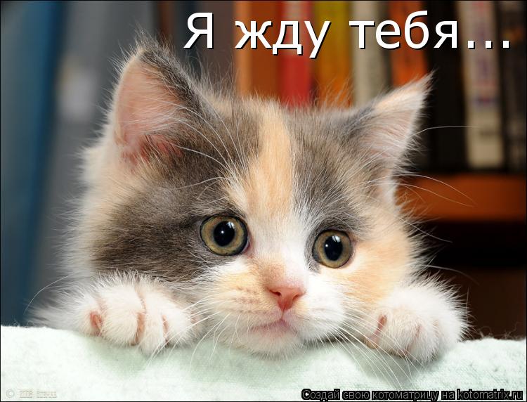 Я жду тебя...... Котоматрица: Я жду тебя...