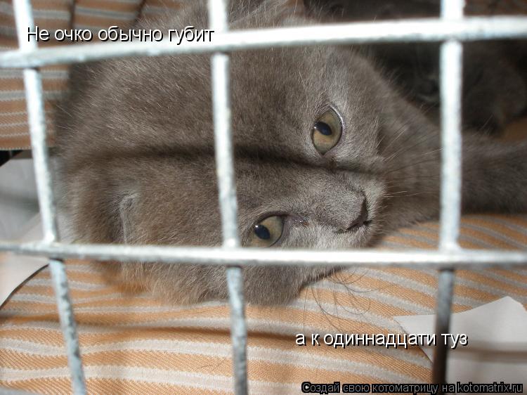 Котоматрица: Не очко обычно губит а к одиннадцати туз