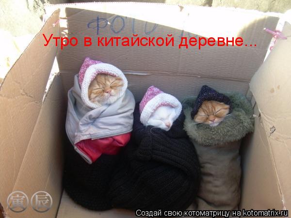 Котоматрица: Утро в китайской деревне...
