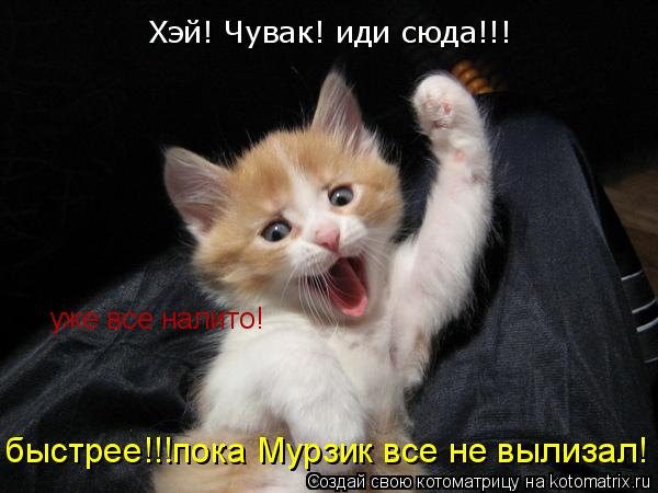 Котоматрица: Хэй! Чувак! иди сюда!!! уже все налито!  быстрее!!!пока Мурзик все не вылизал!