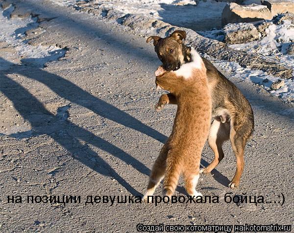 на позиции девушка провожала бойца...:)... Котоматрица: на позиции девушка провожала бойца...:)