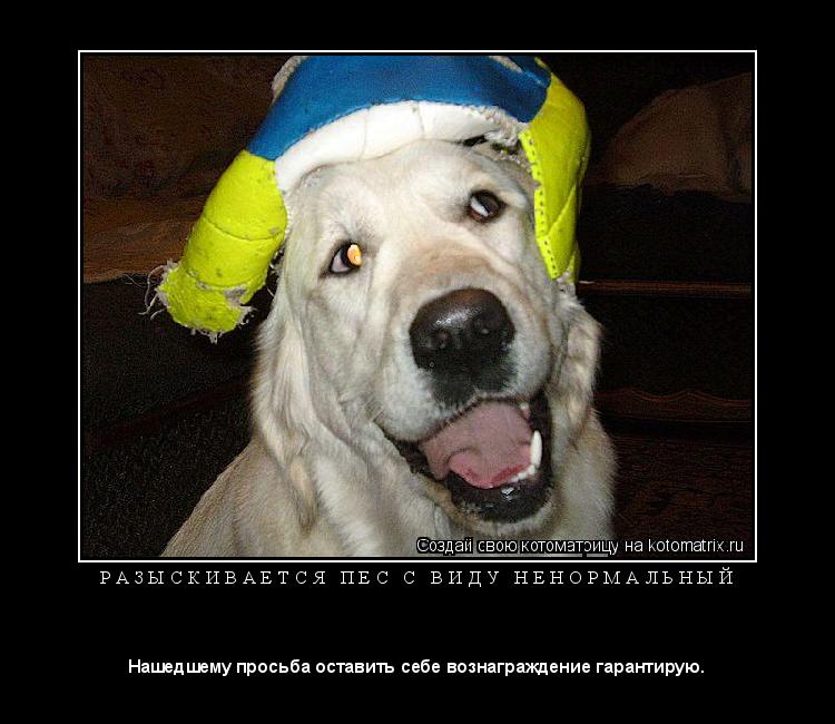 Котоматрица: Р А З Ы С К И В А Е Т С Я   П Е С   С   В И Д У   Н Е Н О Р М А Л Ь Н Ы Й 