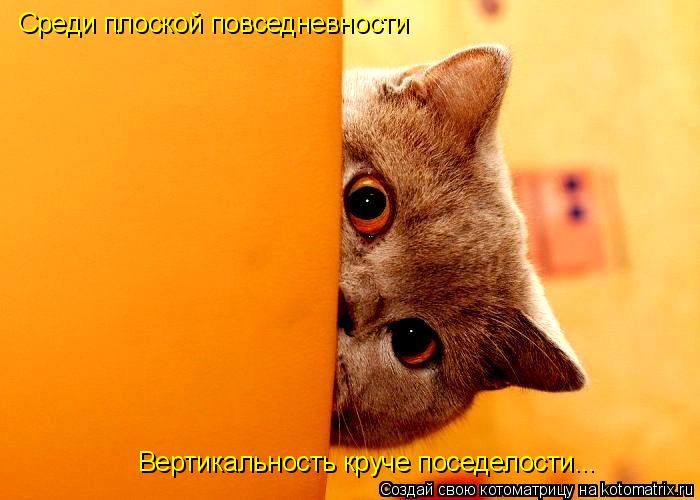 Котоматрица: Среди плоской повседневности Вертикальность круче поседелости...