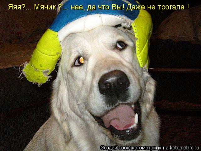 Котоматрица: Яяя?... Мячик ?... нее, да что Вы! Даже не трогала !