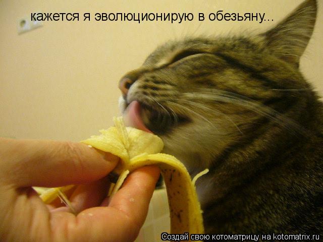 кажется я эволюционирую в обезьяну...... Котоматрица: кажется я эволюционирую в обезьяну...