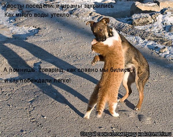 Котоматрица: Хвосты поседели, и шрамы закрылись Как много воды утекло! А помнишь, товарищ, как славно мы бились -  и как побеждали легко!
