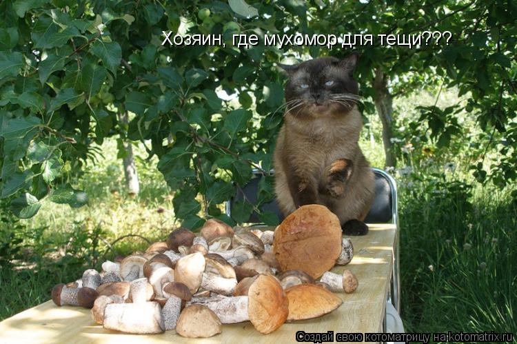 Хозяин, где мухомор для тещи???... Котоматрица: Хозяин, где мухомор для тещи???