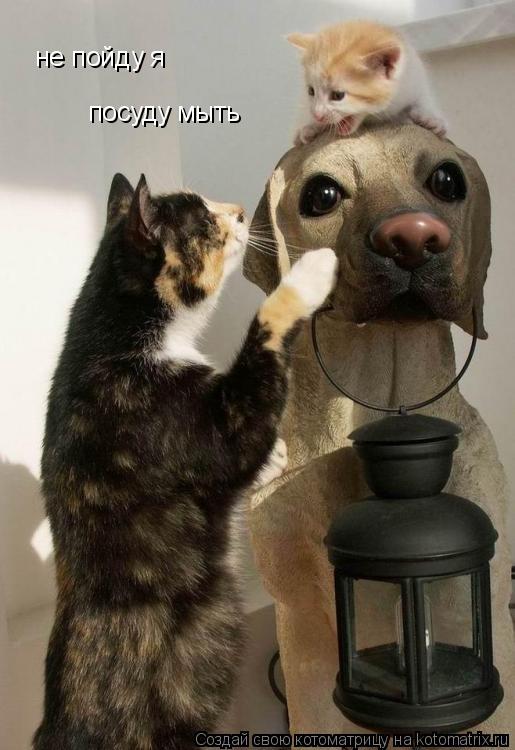 Котоматрица: не пойду я  посуду мыть