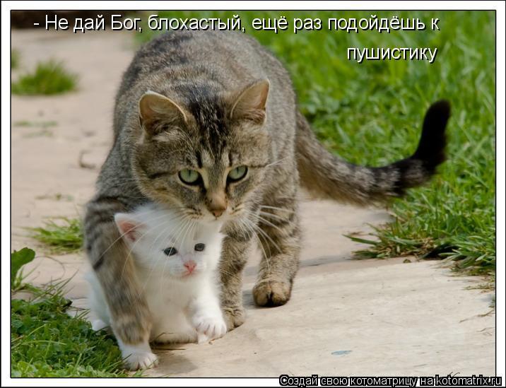 Котоматрица: - Не дай Бог, блохастый, ещё раз подойдёшь к  пушистику