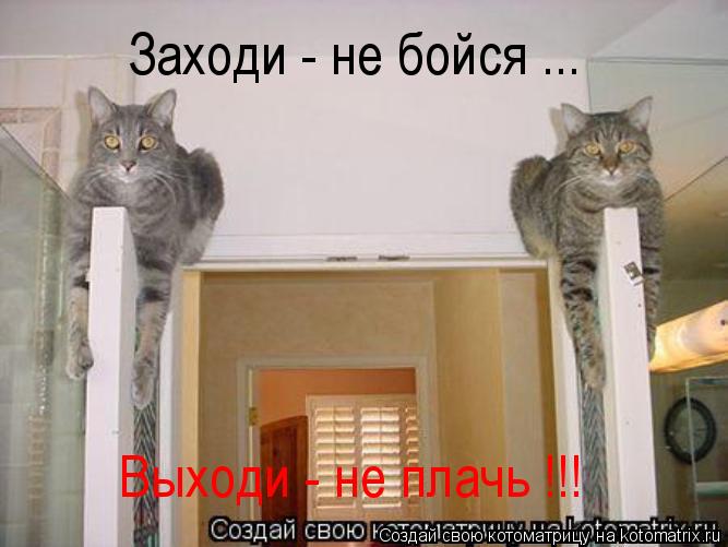 Котоматрица: Заходи - не бойся ... Выходи - не плачь !!!