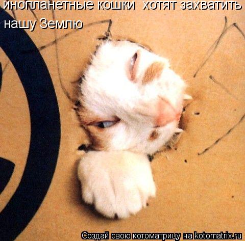 Котоматрица: инопланетные кошки  хотят захватить нашу Землю