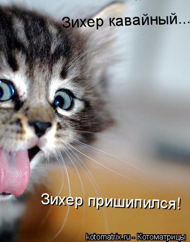 Зихер кавайный... Зихер кавайный... Зихер пришипился! Зихер пришипился!... Котоматрица: Зихер кавайный... Зихер кавайный... Зихер пришипился! Зихер пришипился!