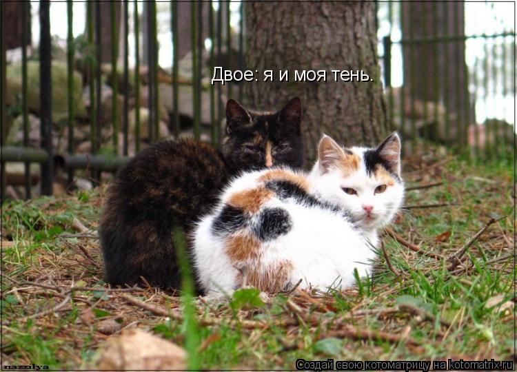 Котоматрица: Двое: я и моя тень.