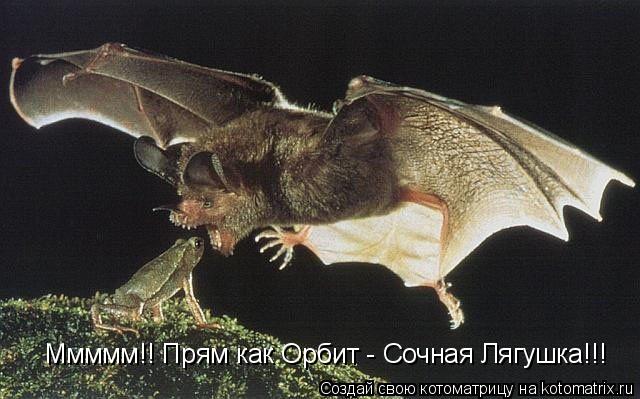 Котоматрица: Ммммм!! Прям как Орбит - Сочная Лягушка!!!