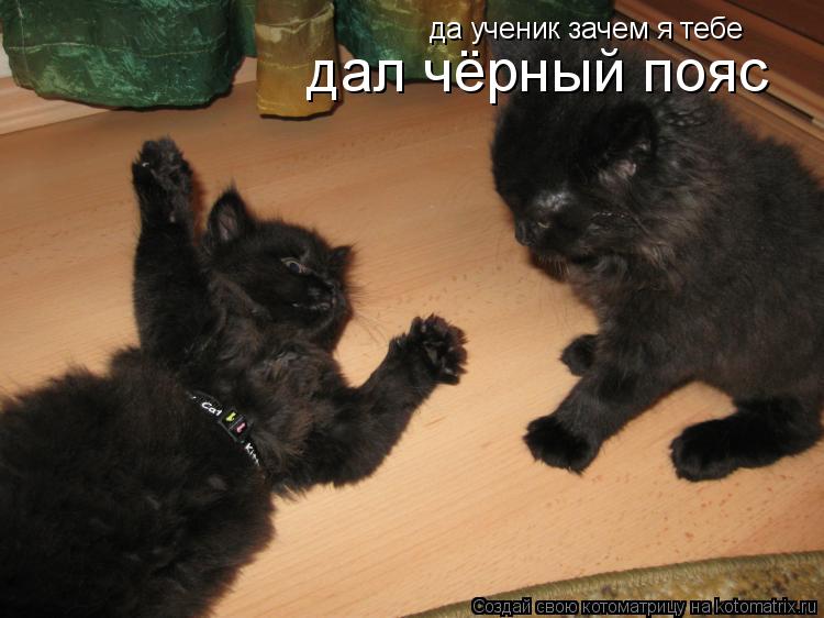 Котоматрица: да ученик зачем я тебе дал чёрный пояс