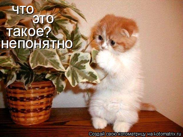что это такое ? непонятно... Котоматрица: что это такое ? непонятно