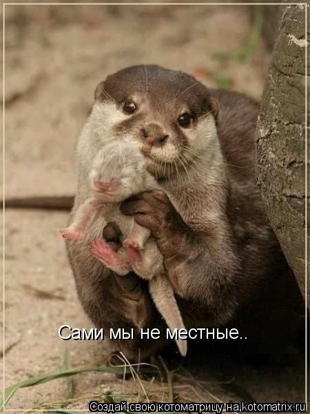 Сами мы не местные..... Котоматрица: Сами мы не местные..
