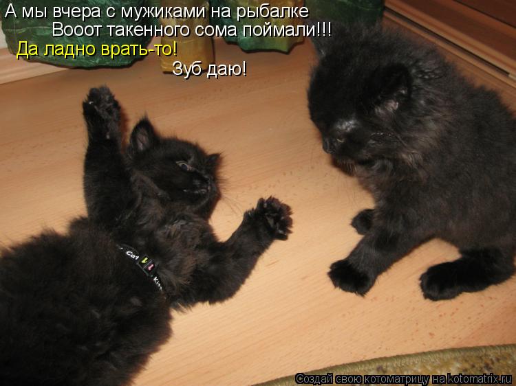 Котоматрица: А мы вчера с мужиками на рыбалке Вооот такенного сома поймали!!! Да ладно врать-то! Зуб даю!