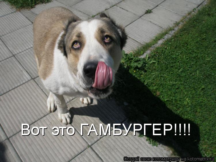 Котоматрица: Вот это ГАМБУРГЕР!!!!