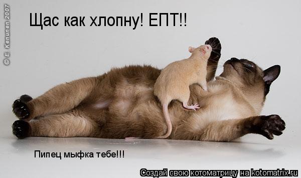 Котоматрица: Щас как хлопну! ЕПТ!! Пипец мыфка тебе!!!