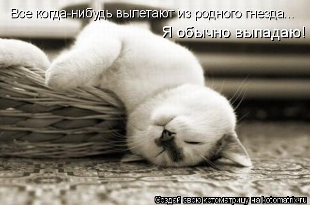 Все когда-нибудь вылетают из родного гнезда... Я обычно выпадаю!... Котоматрица: Все когда-нибудь вылетают из родного гнезда... Я обычно выпадаю!