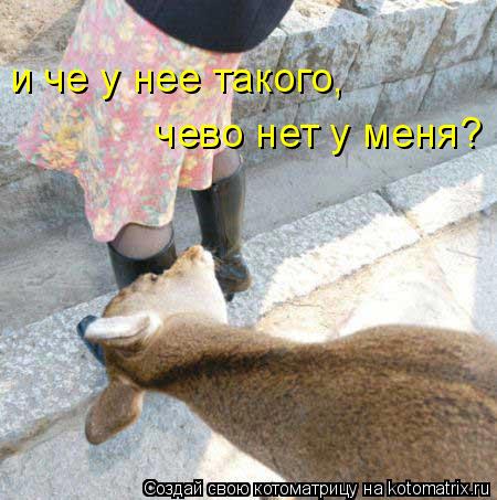 Котоматрица: и че у нее такого,  чево нет у меня?