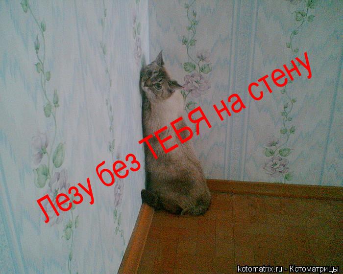 Лезу без ТЕБЯ на стену... Котоматрица: Лезу без ТЕБЯ на стену