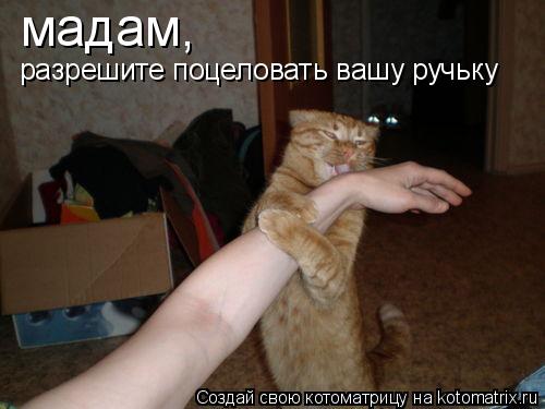 Котоматрица: мадам, разрешите поцеловать вашу ручьку