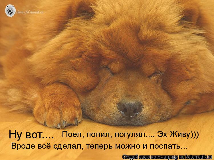 Котоматрица: Ну вот.... Поел, попил, погулял.... Эх Живу))) Вроде всё сделал, теперь можно и поспать...