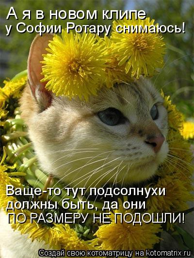 Котоматрица: А я в новом клипе  у Софии Ротару снимаюсь! Ваще-то тут подсолнухи должны быть, да они ПО РАЗМЕРУ НЕ ПОДОШЛИ!