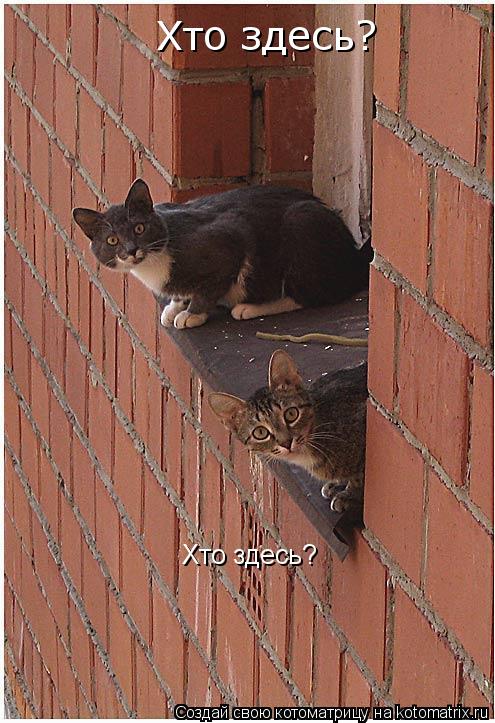 Котоматрица: Хто здесь? Хто здесь?
